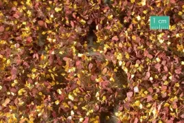 mininatur-tuft-poznojesienne-chwasty-2-42x15-cm