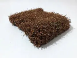 mininatur-brazowy-zywoplot-12x14-cm