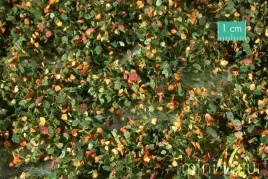 mininatur-tuft-wczesnojesienne-chwasty-2-42x15-cm