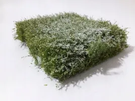 mininatur-kwitnacy-na-bialo-zywoplot-12x14-cm