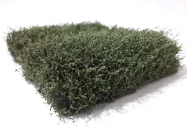 mininatur-brzozowy-zywoplot-12x14-cm