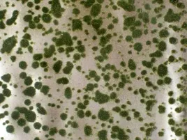 tuft-letnie-poduszki-mchu-15x8-cm