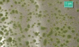 mininatur-tuft-wczesnojesienne-poduszki-mchu-15x8-cm