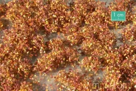 mininatur-tuft-poznojesienne-chwasty-1-42x15-cm