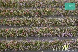 mininatur-tuft-paski-kwitnacych-fioletowych-roslin-336-cm