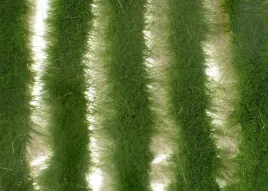 mininatur-tuft-dluga-letnia-trawa-w-paskach-252-cm