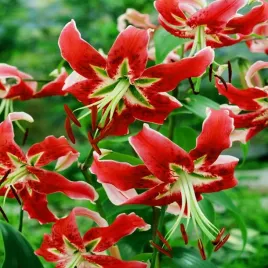 lilia-drzewiasta-black-beauty-1-szt-lilie-cebule-lilii-cebulki-pachnaca