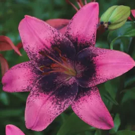 lilia-azjatycka-purple-dream-1-szt-lilie-cebule-lilii-cebulki