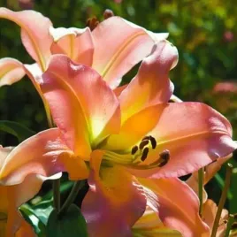 lilia-drzewiasta-elusive-1-szt-lilie-cebule-lilii-cebulki-pachnaca