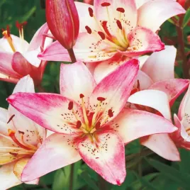 lilia-azjatycka-dwukolorowa-rosella-s-dream-1szt-lilie-cebule-lilii-cebulki