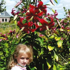 lilia-drzewiasta-miss-feya-1-szt-lilie-cebule-lilii-cebulki-pachnaca