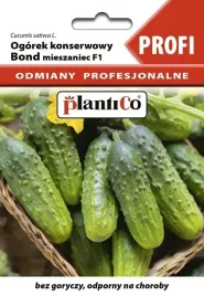 ogorek-konserwowy-bond-f1-2-g-plantico-profi-odmiana-profesjonalna-wczesna
