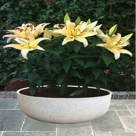 lilia-orientalna-niska-gold-party-1-szt-lilie-cebule-lilii-cebulki-pachnaca