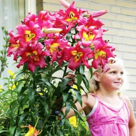 lilia-drzewiasta-satisfaction-1-szt-lilie-cebule-lilii-cebulki-pachnaca