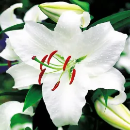 lilia-orientalna-biala-xxl-1-szt-lilie-cebule-lilii-cebulki-pachnaca