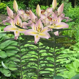 lilia-orientalna-hocus-pocus-1-szt-lilie-cebule-lilii-cebulki-pachnaca