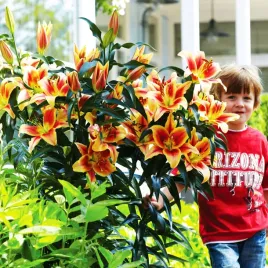 lilia-drzewiasta-montego-bay-1-szt-lilie-cebule-lilii-cebulki-pachnaca