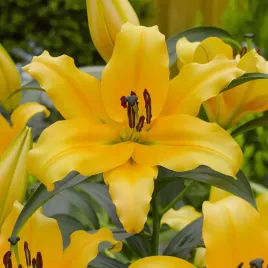 lilia-drzewiasta-corcovado-1-szt-lilie-cebule-lilii-cebulki-pachnaca