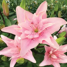 lilia-azjatycka-pelna-podwojna-elodie-1-szt-lilie-cebule-lilii-cebulki