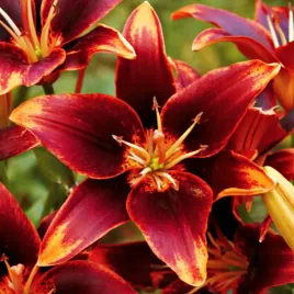 lilia-azjatycka-dwukolorowa-forever-susan-1-szt-lilie-cebule-lilii-cebulki