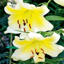 lilia-drzewiasta-conca-d-or-1-szt-lilie-cebule-lilii-cebulki-pachnaca