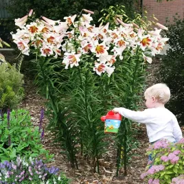 lilia-drzewiasta-passion-moon-1-szt-lilie-cebule-lilii-cebulki-pachnaca