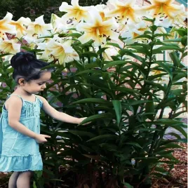 lilia-drzewiasta-mister-cas-1-szt-lilie-cebule-lilii-cebulki-pachnaca