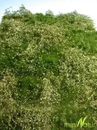 mininatur-letnia-dzika-laka-25x155-cm