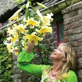 lilia-drzewiasta-honeymoon-1-szt-lilie-cebule-lilii-cebulki-pachnaca