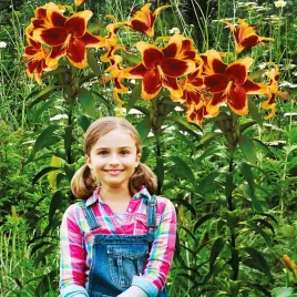 lilia-drzewiasta-red-morning-1-szt-lilie-cebule-lilii-cebulki-pachnaca