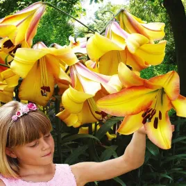 lilia-drzewiasta-rising-moon-1-szt-lilie-cebule-lilii-cebulki-pachnaca