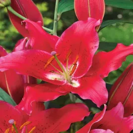 lilia-orientalna-czerwona-xxl-1-szt-lilie-cebule-lilii-cebulki-pachnaca