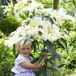 lilia-drzewiasta-pretty-woman-1-szt-lilie-cebule-lilii-cebulki-pachnaca