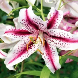 lilia-orientalna-dizzy-1-szt-lilie-cebule-lilii-cebulki-pachnaca