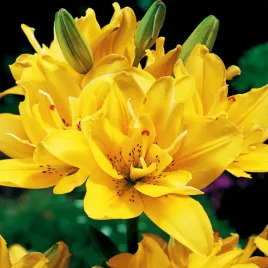 lilia-azjatycka-podwojna-pelna-fata-morgana-1szt-lilie-cebule-lilii-cebulki