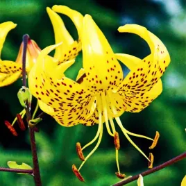 lilia-tygrysia-yellow-tiger-1-szt-lilie-cebule-lilii-cebulki-pachnaca