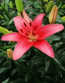 lilia-azjatycka-sylt-1-szt-lilie-cebule-lilii-cebulki