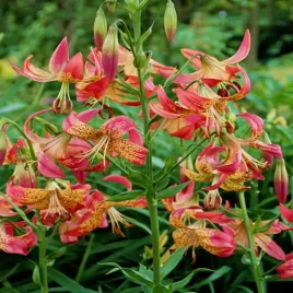 lilia-kolekcjonerska-fusion-1-szt-lilie-cebule-lilii-cebulki