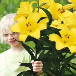 lilia-drzewiasta-yellow-planet-1-szt-lilie-cebule-lilii-cebulki-pachnaca