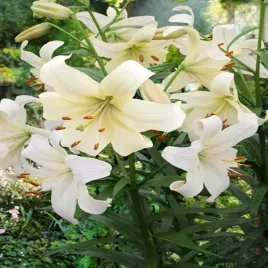 lilia-azjatycka-pearl-white-1-szt-lilie-cebule-lilii-cebulki