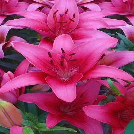 lilia-azjatycka-pink-county-1-szt-lilie-cebule-lilii-cebulki