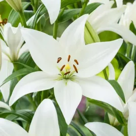 lilia-azjatycka-bright-diamond-1-szt-lilie-cebule-lilii-cebulki