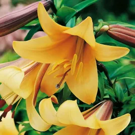 lilia-trabkowa-african-queen-1-szt-lilie-cebule-lilii-cebulki-pachnaca