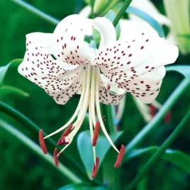 lilia-tygrysia-white-tiger-1-szt-lilie-cebule-lilii-cebulki-pachnaca