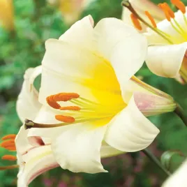 lilia-trabkowa-white-planet-1-szt-lilie-cebule-lilii-cebulki-pachnaca