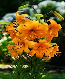 lilia-drzewiasta-saltarello-1-szt-lilie-cebule-lilii-cebulki-pachnaca