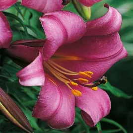 lilia-trabkowa-pink-perfection-1-szt-lilie-cebule-lilii-cebulki-pachnaca