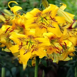 lilia-tygrysia-yellow-bruse-1-szt-lilie-cebule-lilii-cebulki-pachnaca