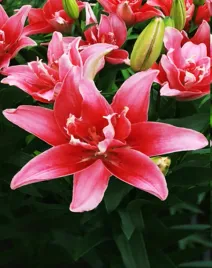 lilia-azjatycka-pelna-double-lady-1-szt-lilie-cebule-lilii-cebulki