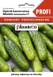 ogorek-konserwowy-atomic-f1-15-g-plantico-odmiana-profi-plenny-odporny